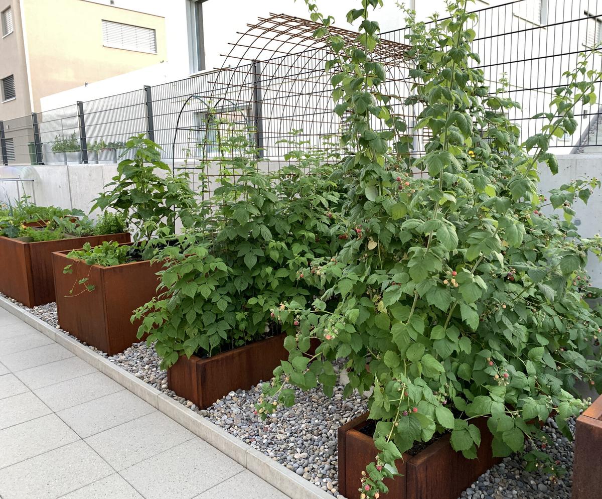 Hochbeete mit Tomaten und Rankhilfe