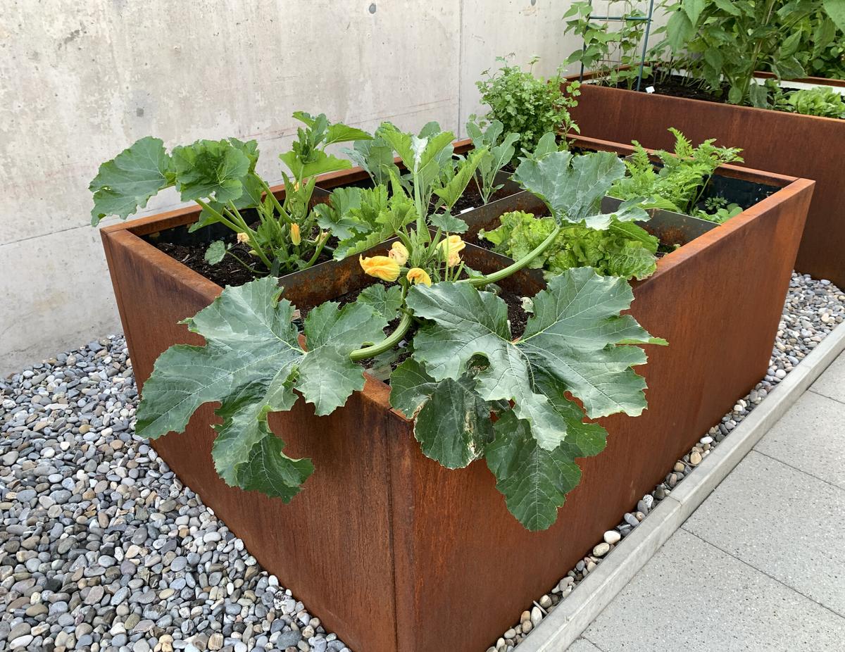 Hochbeet mit Zucchini