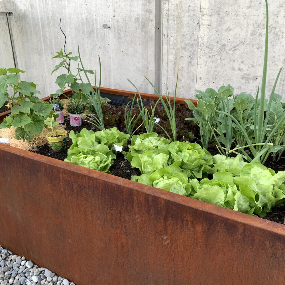 Hochbeet aus Cortenstahl, bepflanzt mit Salat und Kräutern
